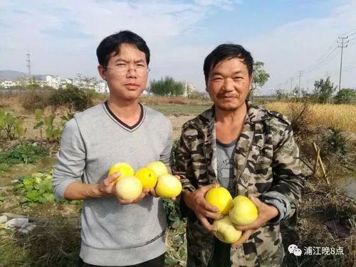 厦门吃瓜行动,揭秘城市美食背后的故事