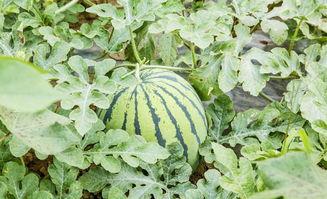 郁离吃瓜,揭秘娱乐圈背后的秘密与真相