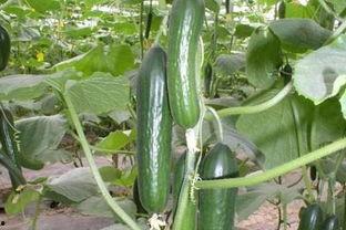 春天来了吃瓜,春天来了，让我们一起品尝美味瓜果