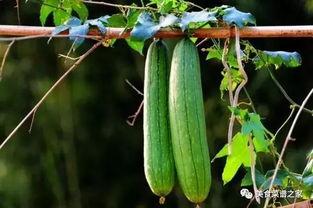 春天来了吃瓜,春天来了，让我们一起品尝美味瓜果