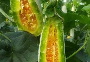 春天来了吃瓜,春天来了，让我们一起品尝美味瓜果