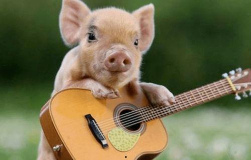 甜猪吃瓜剧,揭秘娱乐圈背后的甜蜜与苦涩