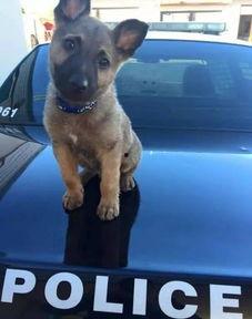 51 吃瓜 张 警犬