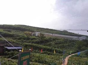 雷山吃瓜事件视频,一场引发热议的网络狂欢