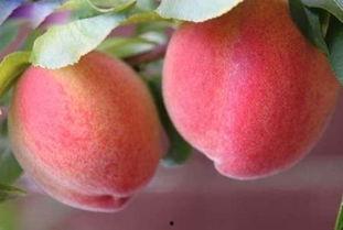 qq桃桃吃瓜,揭秘网络红人的幕后故事