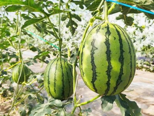 精彩吃瓜完结文,揭秘精彩吃瓜背后的真相与感悟