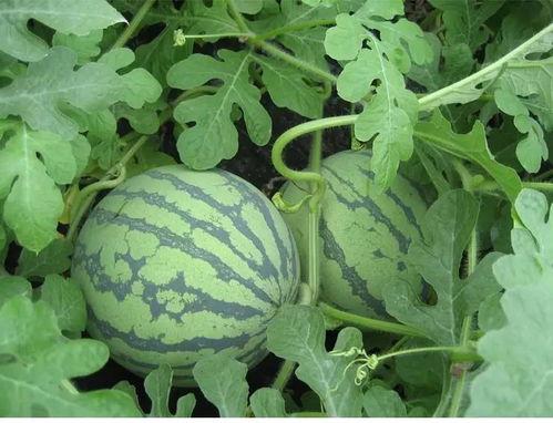 吃瓜解渴视频大全,笑料百出，精彩纷呈！