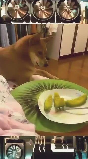 今日吃瓜视频最新