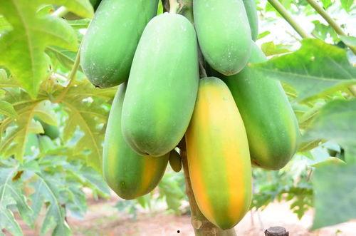 小杨桃吃瓜,小杨桃的夏日瓜果盛宴