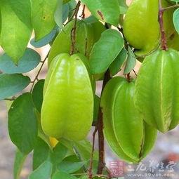 小杨桃吃瓜,小杨桃的夏日瓜果盛宴