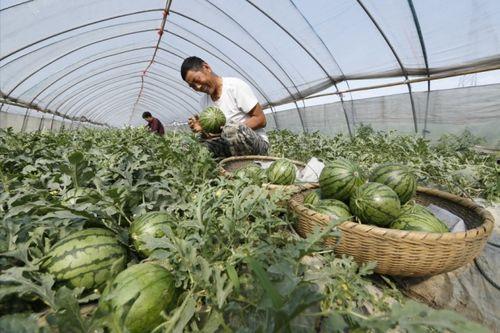 横溪吃瓜,揭秘乡村夏日里的欢乐时光