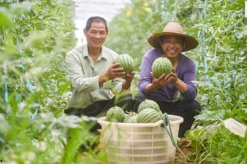 横溪吃瓜,揭秘乡村夏日里的欢乐时光