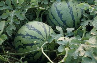 吃瓜视频今日大瓜,吃瓜视频爆出惊人内幕