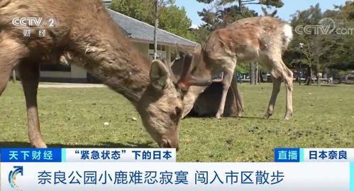 吃瓜观众小鹿图片,趣味横生，揭秘娱乐圈幕后故事