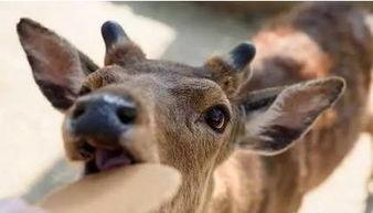 吃瓜观众小鹿图片,趣味横生，揭秘娱乐圈幕后故事