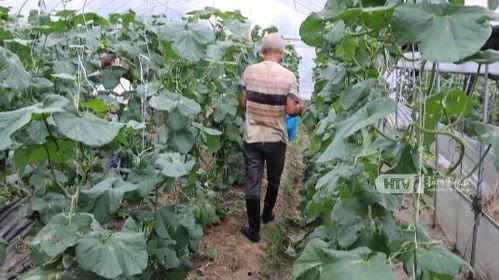 杭州博彦吃瓜,一场吃瓜群众的职场风云录