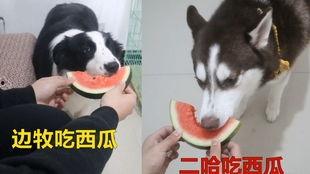 哈士奇吃瓜的图片,萌态十足，网友直呼“太可爱了！”