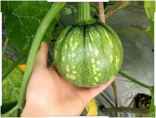 小绿龙吃瓜,一场奇妙的吃瓜之旅