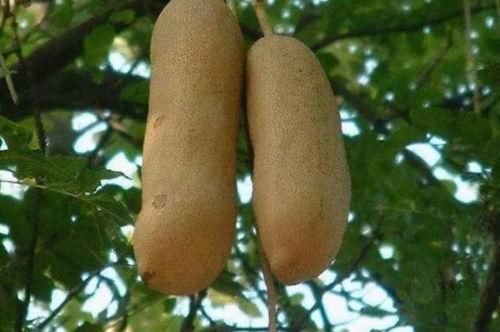 大树瓜可以吃吗,能否成为餐桌上的美味佳肴？