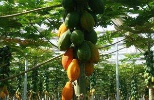 大树瓜可以吃吗,能否成为餐桌上的美味佳肴？