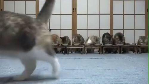 带你吃瓜之小羊吃瓜视频,带你领略趣味横生的美食之旅