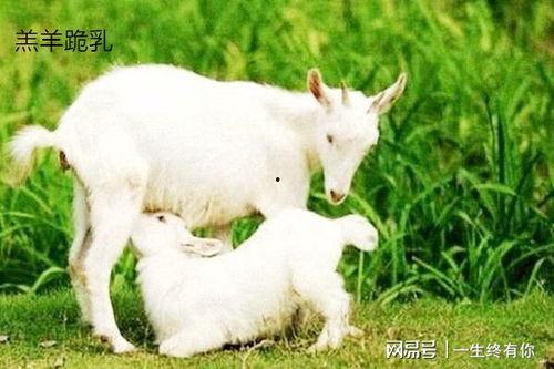 带你吃瓜之小羊吃瓜视频,带你领略趣味横生的美食之旅