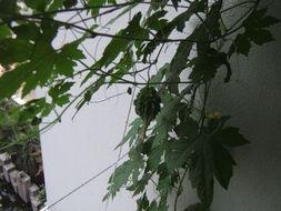 隔壁窗台吃瓜,一场别开生面的“吃瓜”盛宴