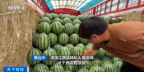 鸡窝吃瓜,揭秘乡村生活的甜蜜滋味