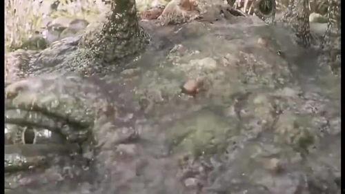 大蛤蟆看吃瓜,揭秘网络热点的背后真相