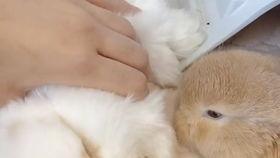 兔子吃烂瓜,探寻动物饮食中的奇妙偏好