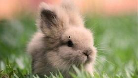 兔子吃烂瓜,探寻动物饮食中的奇妙偏好