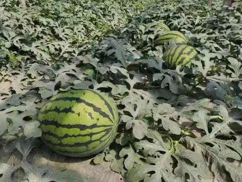 张家洼吃瓜事件,一场引发热议的社区冲突揭秘