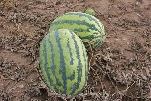 吃瓜群众小西瓜,揭秘吃瓜群众的趣味生活