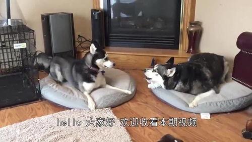 父子吃瓜视频大赛,吃瓜大赛欢乐无限