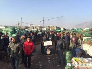 岷县吃瓜视频,揭秘当地特色美食与风土人情