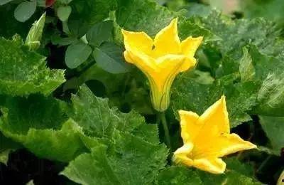 王瓜叶子可以吃,探寻王瓜叶子的美味与营养  第2张