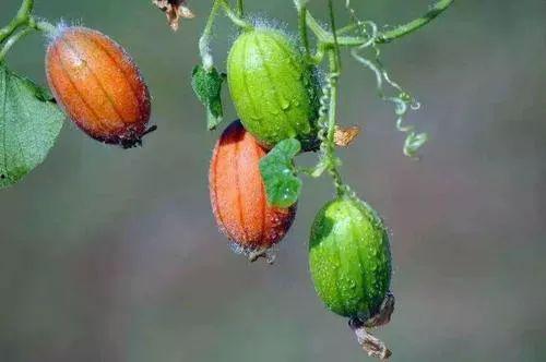 王瓜叶子可以吃,探寻王瓜叶子的美味与营养  第3张