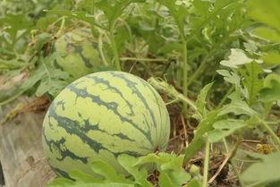 富加镇吃瓜,瓜果飘香，品味田园生活  第3张