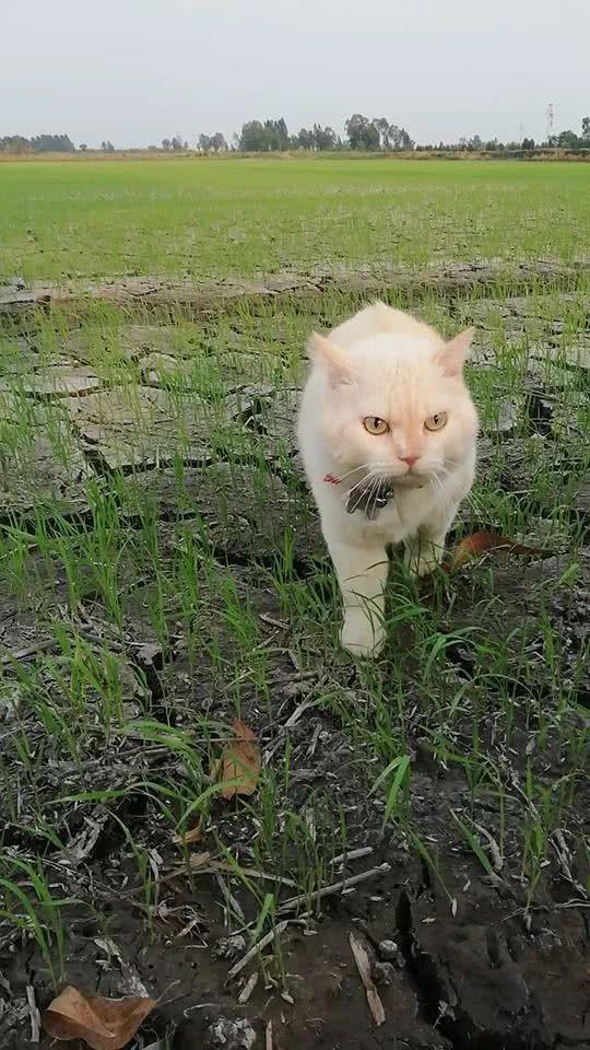 吃瓜猫无字幕,揭秘幕后故事 第2张 吃瓜猫无字幕,揭秘幕后故事 第2张