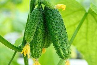 河北部吃瓜,揭秘地方特色美食背后的故事 第3张 河北部吃瓜,揭秘地方特色美食背后的故事 第3张