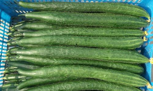 面瓜枝叶怎么吃,面瓜枝叶的多样食用方法探索  第2张