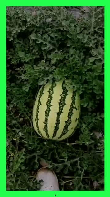 吃瓜基地导航,带你畅游网络娱乐新天地 第3张 吃瓜基地导航,带你畅游网络娱乐新天地 第3张