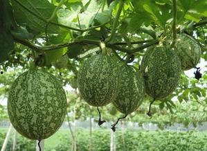 吃瓜记忆图片大全,盘点那些年我们一起“吃瓜”的瞬间