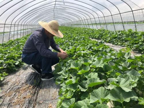 吃瓜记忆图片大全,盘点那些年我们一起“吃瓜”的瞬间  第2张