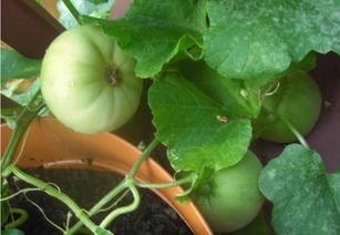 吃瓜记忆图片大全,盘点那些年我们一起“吃瓜”的瞬间  第3张