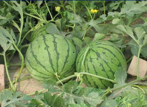 荆门最新吃瓜事件,揭秘背后真相,网络热议引关注 第3张 荆门最新吃瓜事件,揭秘背后真相,网络热议引关注 第3张