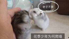 伊伊吃瓜,揭秘娱乐圈幕后故事  第2张