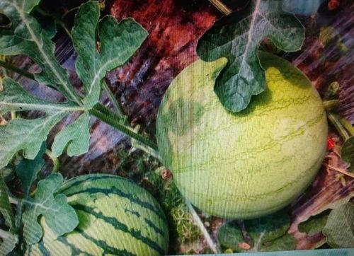 伊伊吃瓜,揭秘娱乐圈幕后故事  第3张