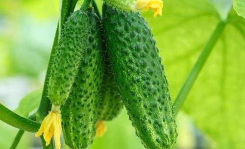 吃中药可以吃刺瓜吗女性  第2张