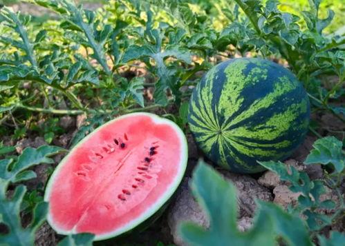 吃瓜群众干果  第3张